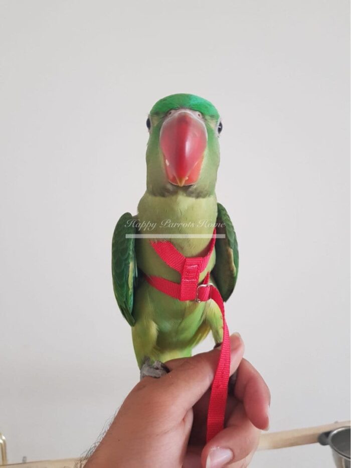 Adjustable Parrot Harness for Travel