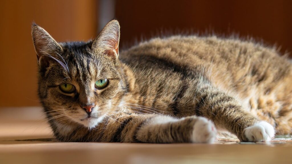 How to bathe a cat that hates water?