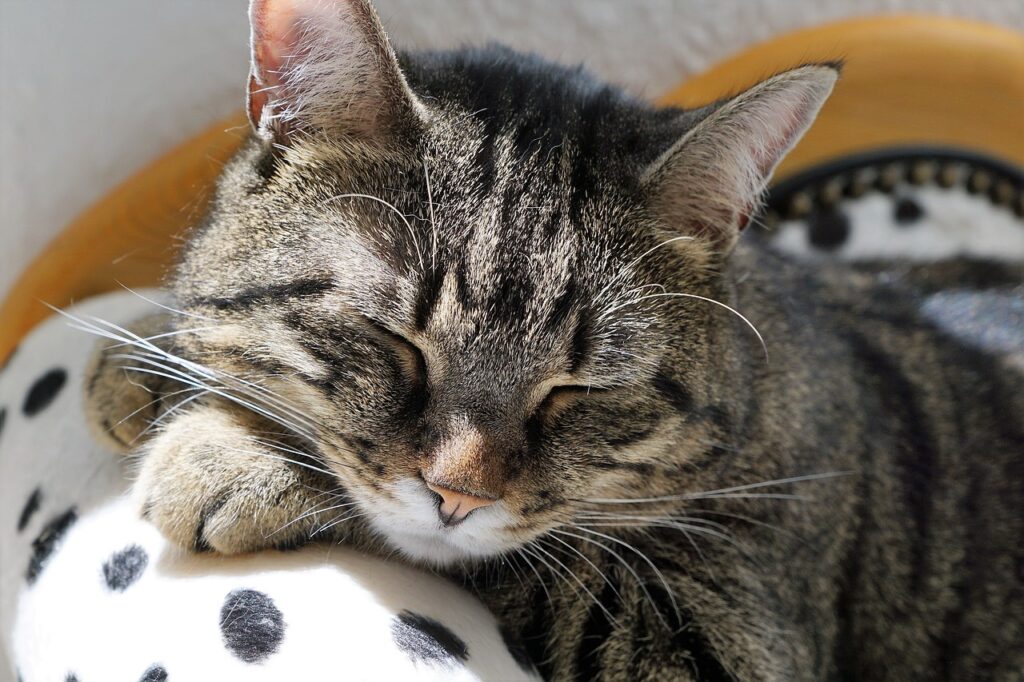 cat, asleep, nature