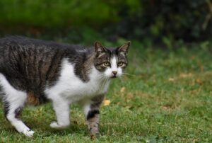 cat, nature, kitten