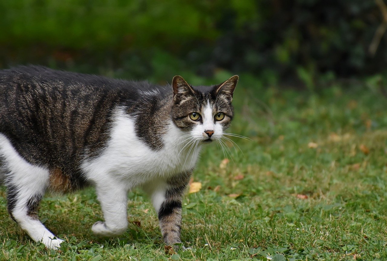 cat, nature, kitten