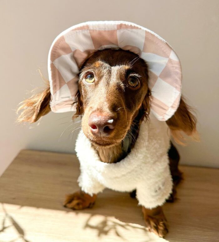 Dog Bucket Hat for Sun Protection