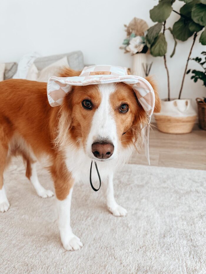 Dog Bucket Hat for Sun Protection