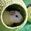Green Apple Guinea Pig House