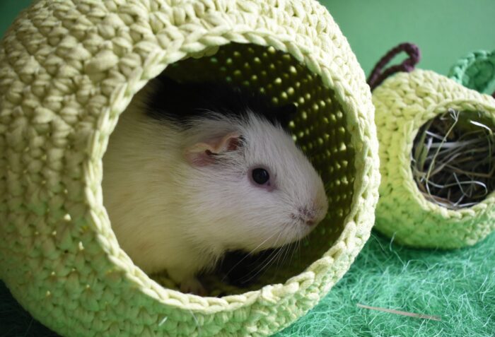 Green Apple Guinea Pig House