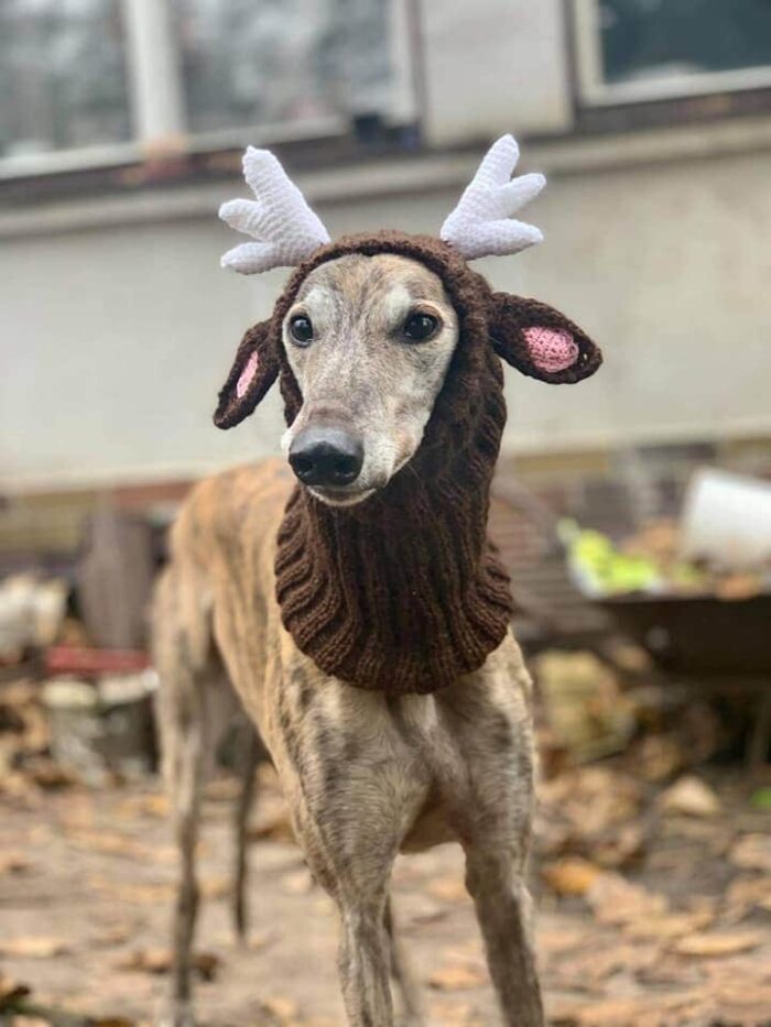 Greyhound Galgo Sighthound Hat Snood