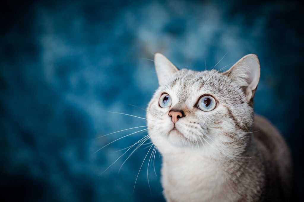 How can you interpret a pet's body language to understand their emotions?