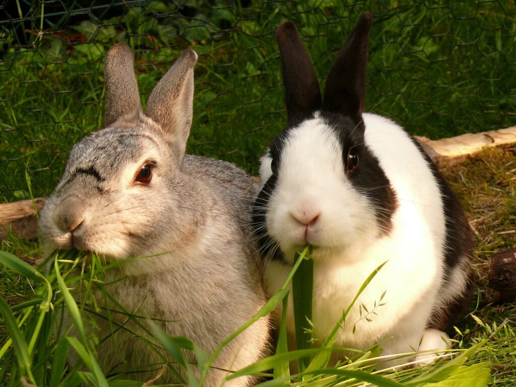 rabbit, rabbits, rodent