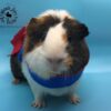 SuperPig Costume for Guinea Pig