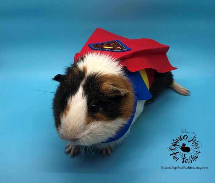SuperPig Costume for Guinea Pig