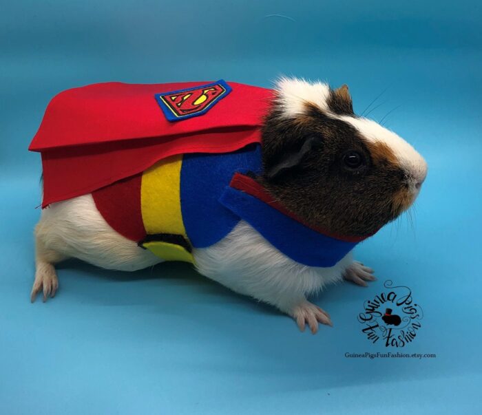 SuperPig Costume for Guinea Pig