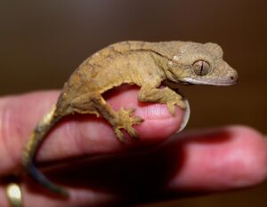 6 Easy Steps to Apartment-Friendly Leopard Gecko Care