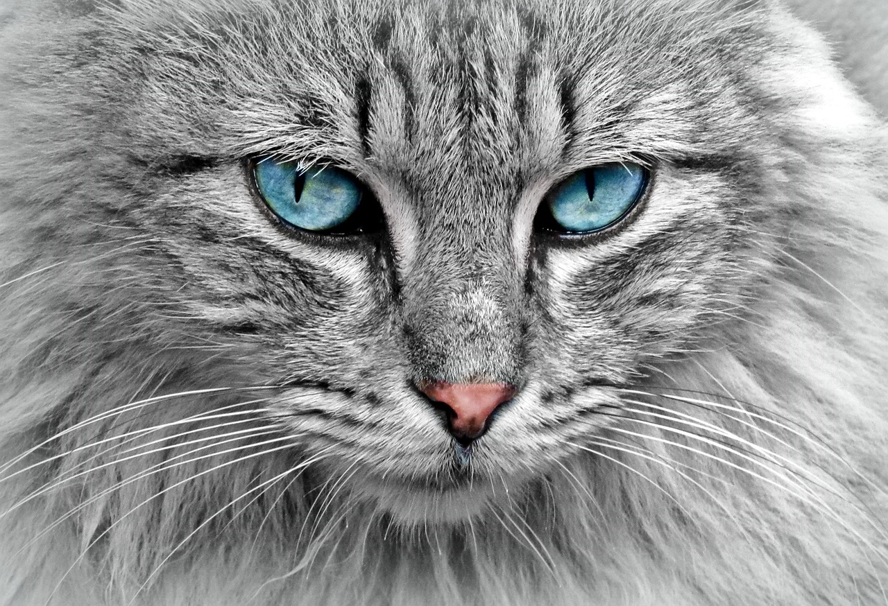 6 Easy Steps to Remove a Cat Hairball Fast at Home