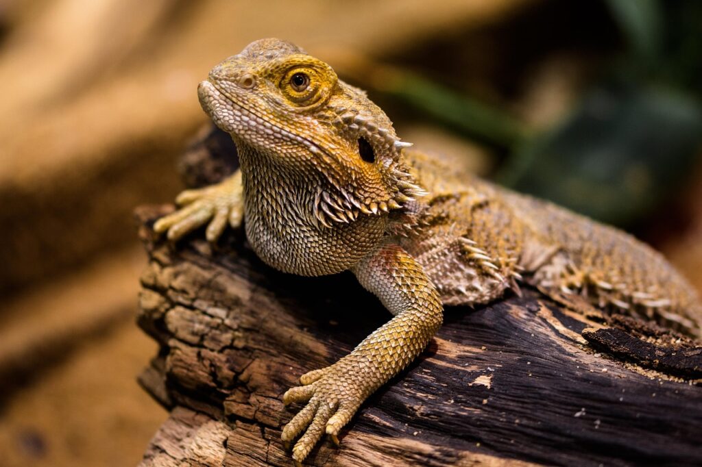 6 Easy Steps to Soak a Bearded Dragon and Ease Constipation