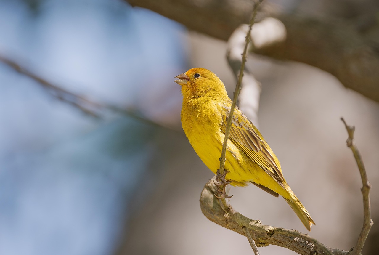 Beat Finch Mites: Safe Home Fixes to Discuss With Your Vet