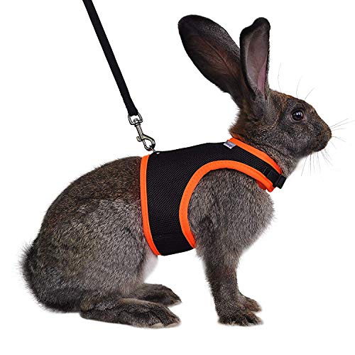 Best Lightweight Rabbit Harnesses for Arthritic Seniors