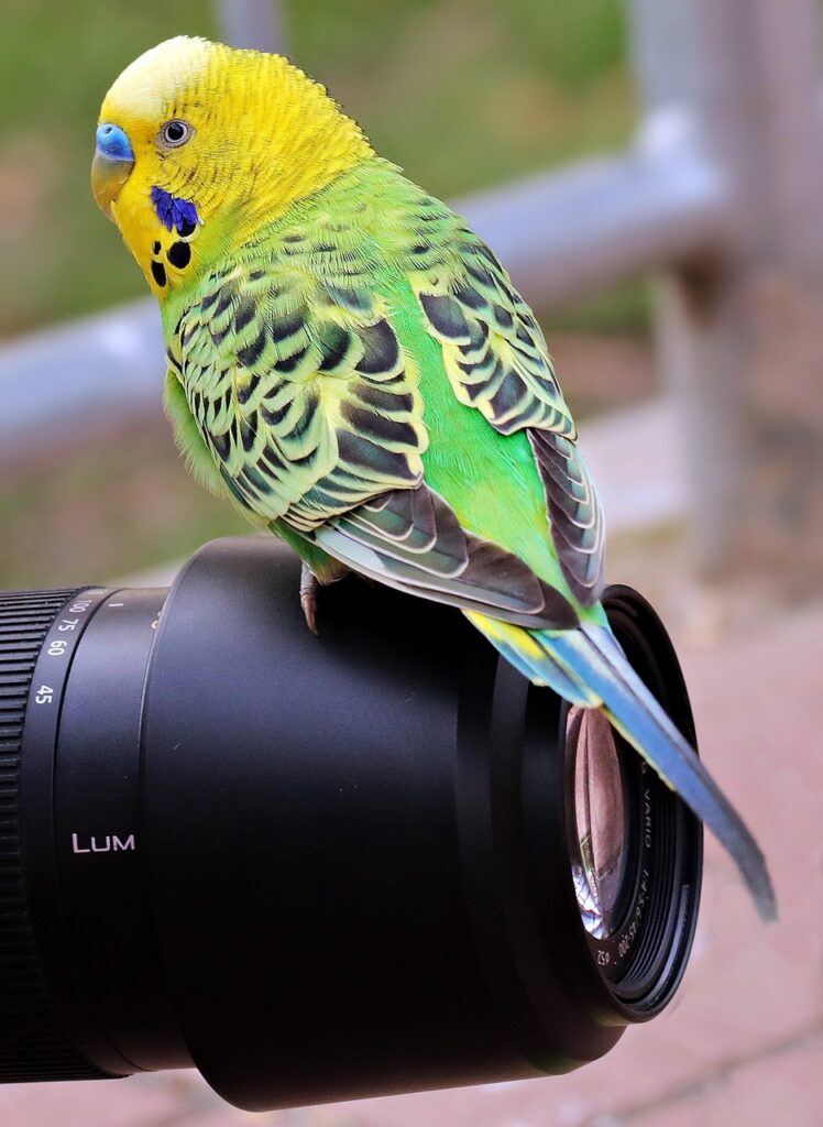 Budgie Training Made Fun: Easy Hand-Taming for Newbies