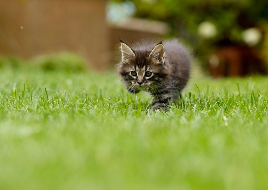 cat, kitten, grass, nature, pounce, stalk, animal, pet, feline, lawn