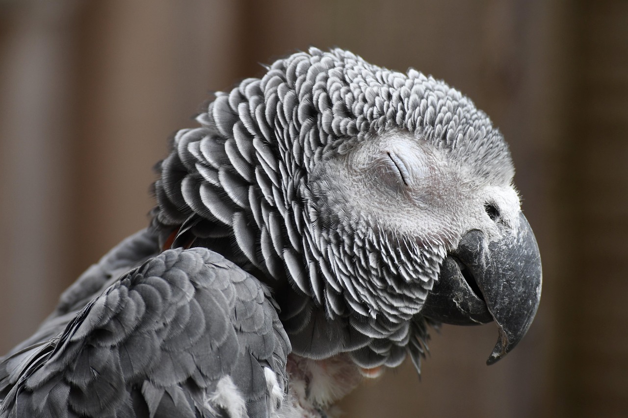 From Quiet to Chaos: Calm Your Parrot's Night Screams
