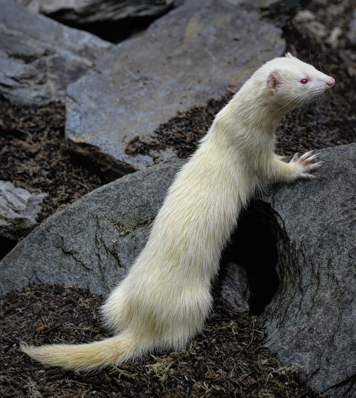How to Create a Safe Indoor Play Area for Your Ferret