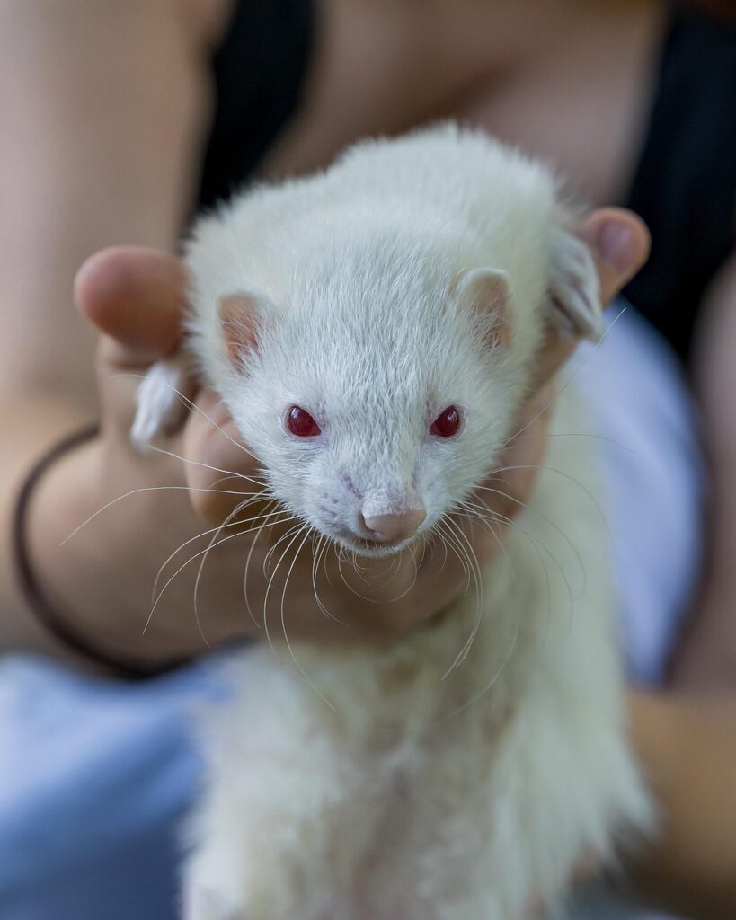 How to Groom Your Ferret at Home — Easy Vet-Free Steps