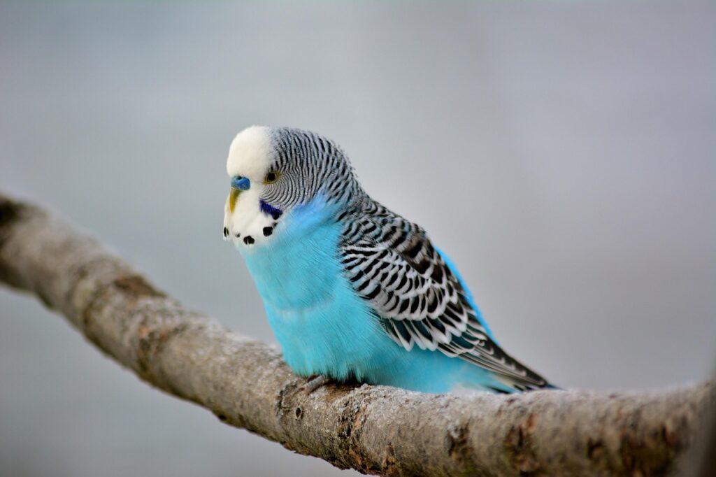 How To Tame A Budgie Fast In 6 Easy Steps