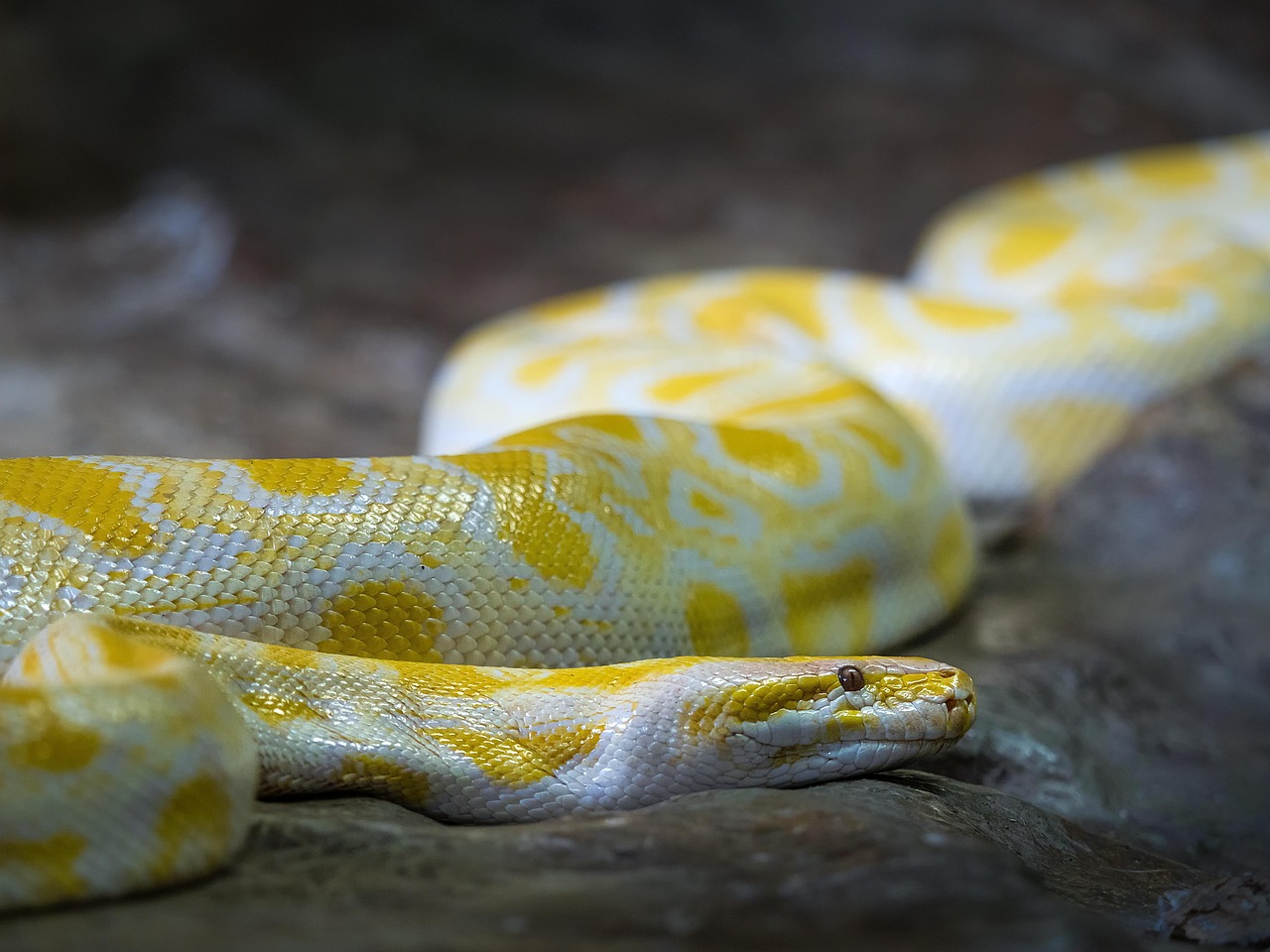 Humidity Hacks for Ball Python Eggs — What the Data Really Says