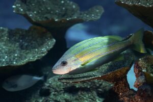 Hybrid Aquarium Setup Made Easy — Saltwater or Freshwater?
