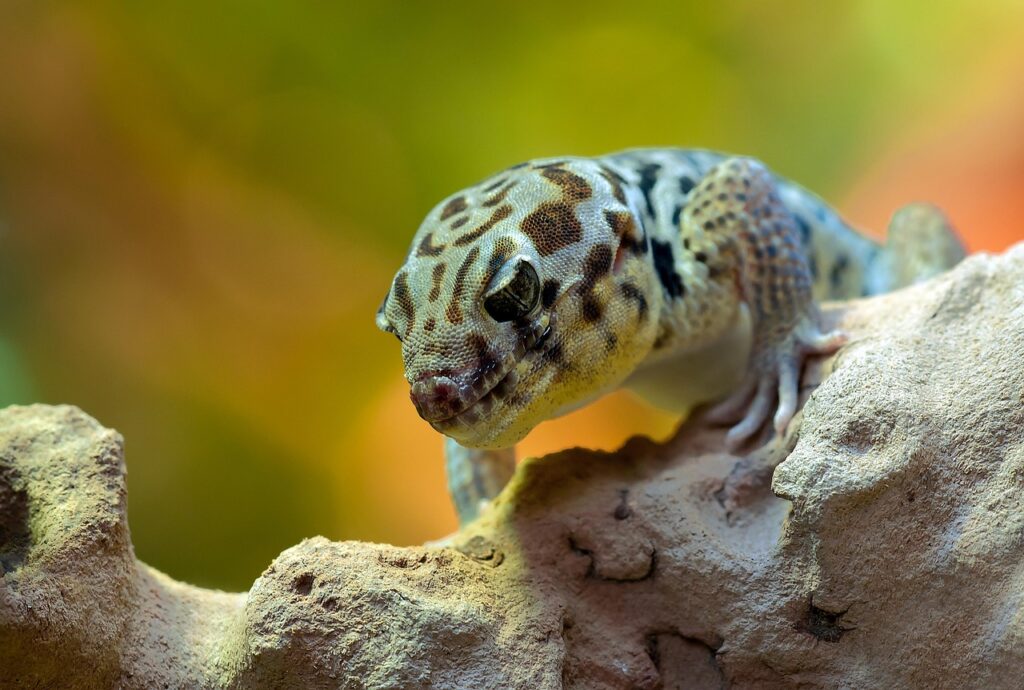 Leopard Gecko vs Bearded Dragon: Which One’s Right for You?