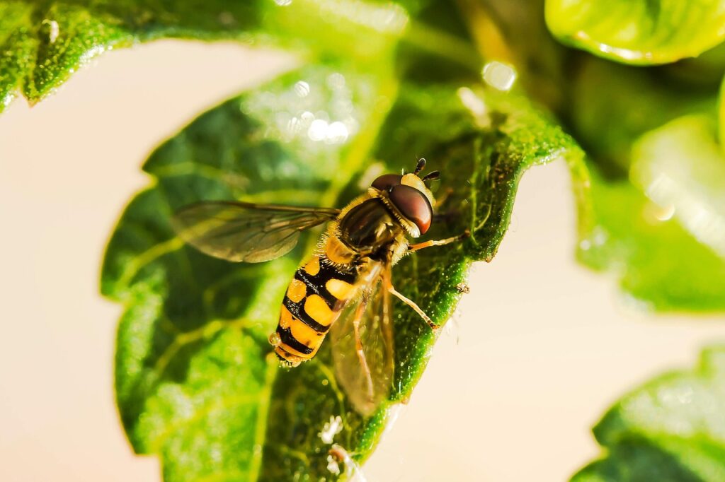 Meet Black Soldier Fly Pet Food: What It Is and Why Pets (and the Planet) Love It