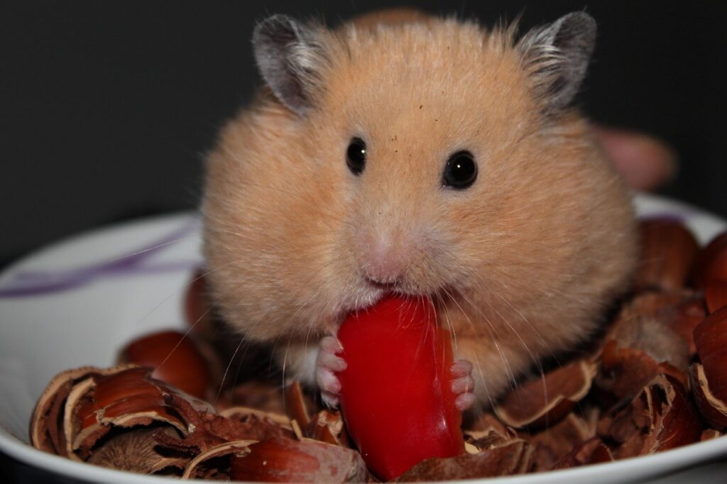 Step-by-Step Guide to Pairing Dwarf Hamsters in 6 Easy Steps