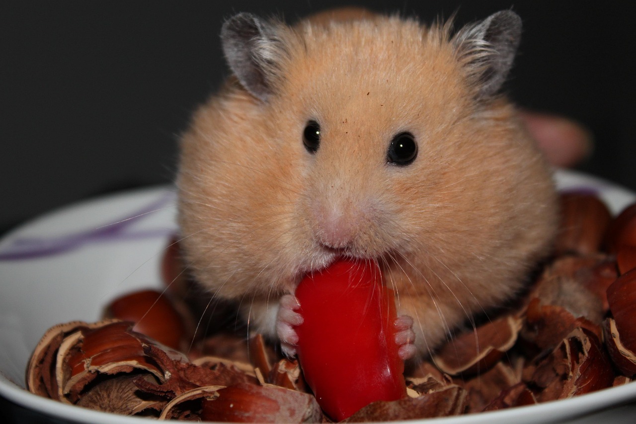 Step-by-Step Guide to Pairing Dwarf Hamsters in 6 Easy Steps