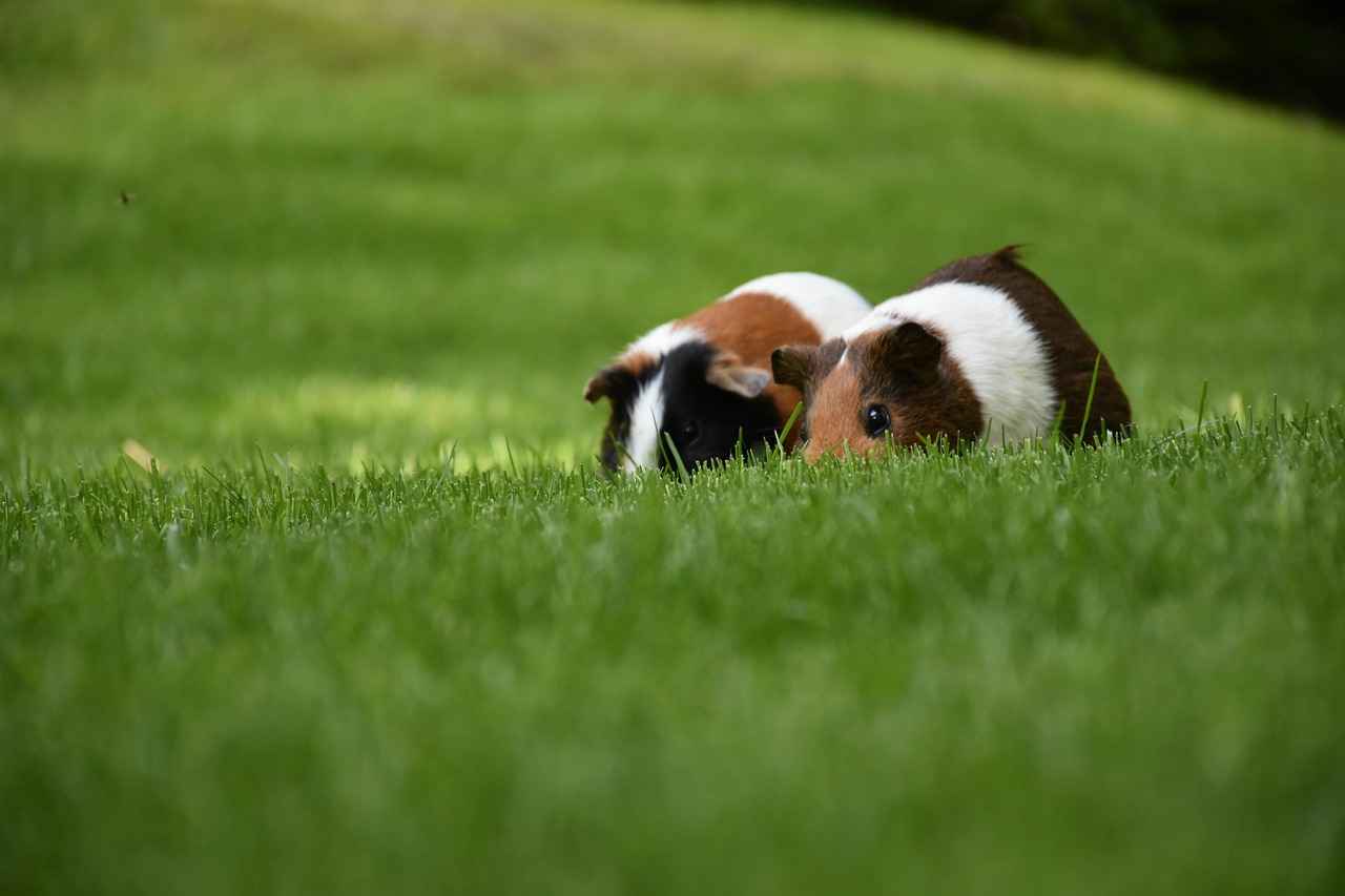 Step-by-Step Guide to a Simple, Snug DIY Guinea Pig Hideout