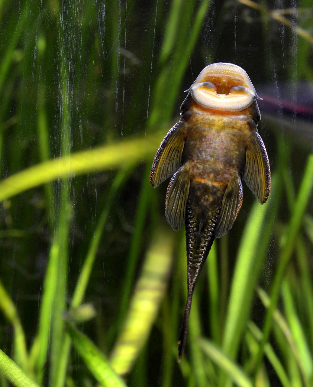Step-by-Step Guide to a Spotless 10-Gallon Tank in 20 Minutes