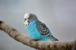 Step-by-Step Guide to Clipping Budgie Wings Safely