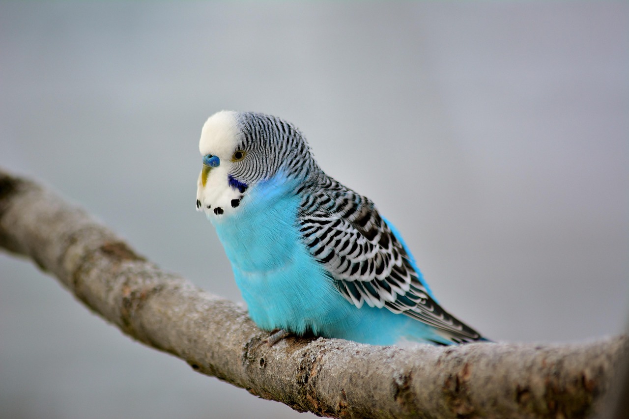 Step-by-Step Guide to Clipping Budgie Wings Safely