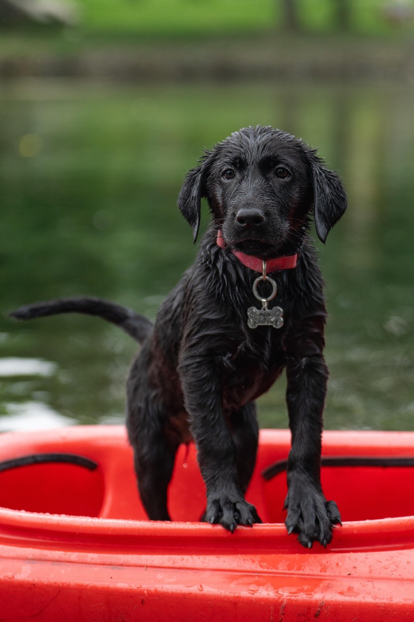 Stop Guessing — The Right Time to Move from Puppy to Adult Food