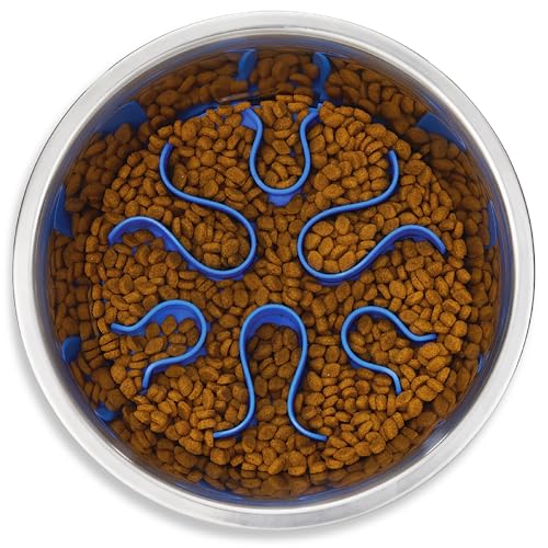 Top 8 Slow Feeder Dog Bowls on Amazon — Our Picks