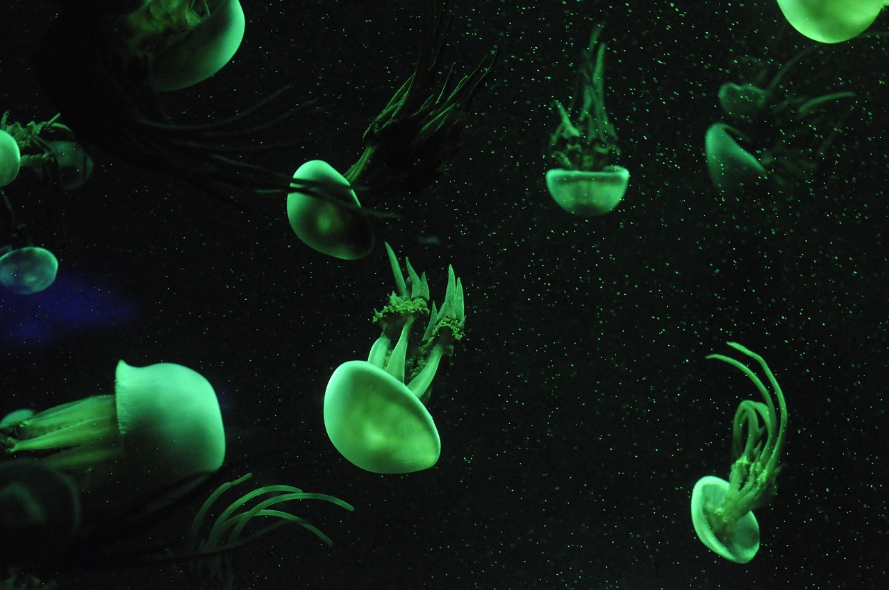 Warm Tanks, Happy Fish: Quick Tricks to Survive a Winter Power Outage